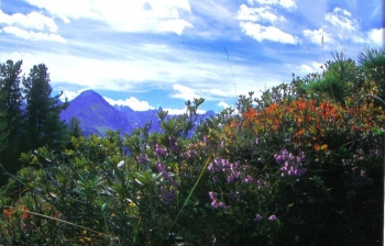 so schön ist Tirol